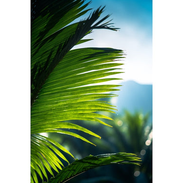 Palm Leaf canvas
